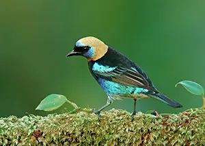 Tanagers: Golden-hooded Tanagers (Tangara larvata) sits on