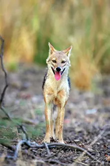 Aureus: Golden Jackal