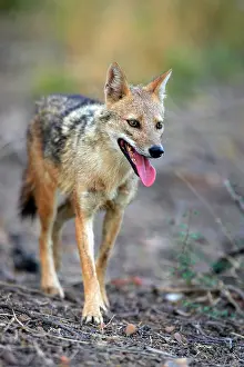 Aureus: Golden Jackal