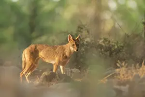 Aureus: Golden Jackal