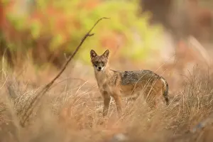 Jackal: Golden Jackal