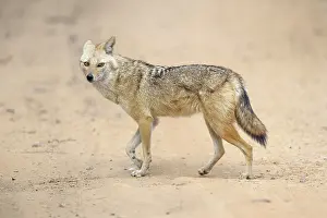 Sawai: Golden Jackal