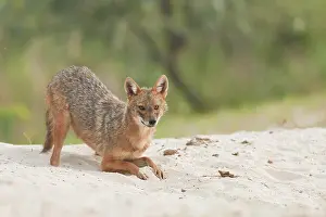 Crouch: Golden jackal (Canis aureus) crouching on sandy