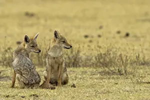 Aureus: Golden Jackal, Canis aureus, in the Masai