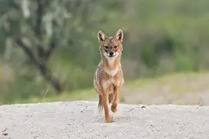 Danube: Golden jackal (Canis aureus) runs on sandy soil