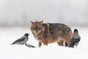 Gesture: Golden jackal (Canis aureus), in snowy landscape