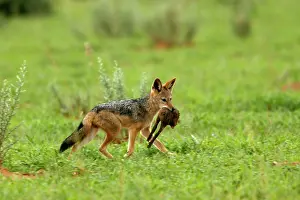 Aureus: Golden Jackal / Common Jackal - Eating a young oryx