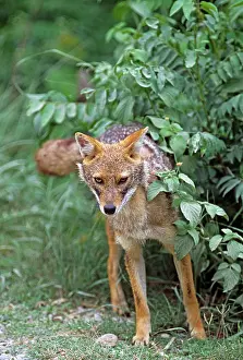 Urinating: Golden Jackal spray marking