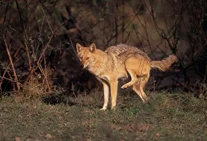 Urinating: Golden Jackal - urinating