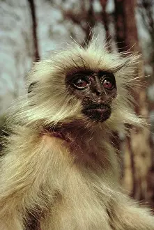 Trachypithecus: Golden langur