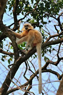 Trachypithecus: Golden Langur / Gee's Golden Langur