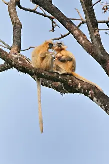 Trachypithecus: Golden Langur / Gee's Golden Langur with baby
