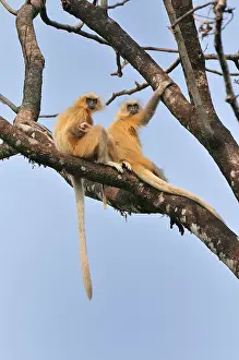 Trachypithecus: Golden Langur / Gee's Golden Langur with baby