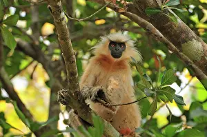 Trachypithecus: Golden Langur / Gee's Golden Langur with dirty fur