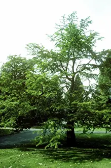 Larches: GOLDEN LARCH