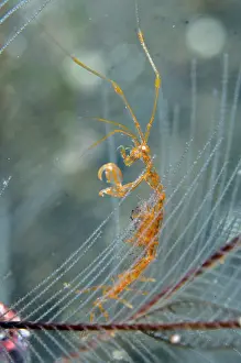 Hydroid: Golden-lined Skeleton Shrimp