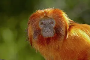 Leontopithecus: Golden Lion Tamarin