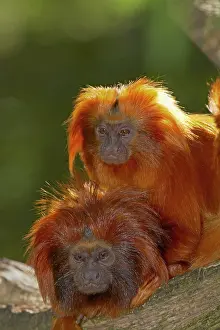 Leontopithecus: Golden Lion Tamarin