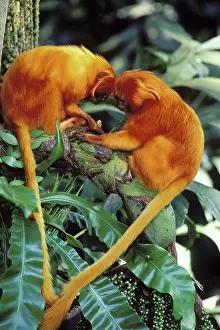 Leontopithecus: Golden Lion TAMARIN - two together