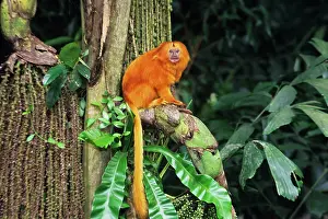 Leontopithecus: Golden Lion Tamarin