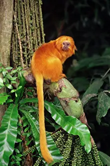 Leontopithecus: Golden Lion Tamarin