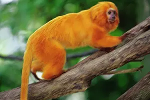 Leontopithecus: Golden Lion Tamarin