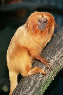Leontopithecus: Golden Lion Tamarin