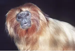 Ginger: GOLDEN LION TAMARIN