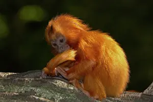 Leontopithecus: Golden Lion Tamarin - Baby