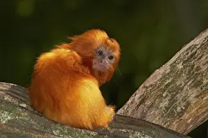 Leontopithecus: Golden Lion Tamarin - Baby