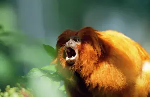 Leontopithecus: Golden Lion Tamarin - calling