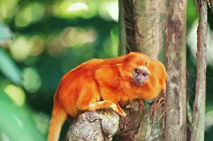 Leontopithecus: Golden Lion TAMARIN - Critically endangered species