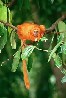Agility: Golden Lion TAMARIN - critiically endangered species