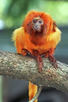 Leontopithecus: Golden Lion Tamarin / Golden Marmoset - portrait
