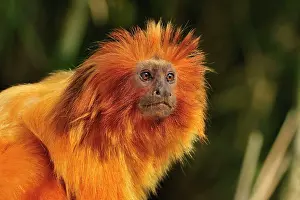 Leontopithecus: Golden Lion Tamarin / Golden Marmoset - portrait