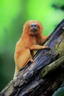 Leontopithecus: Golden lion tamarin (Leontopithecus rosalia), adult