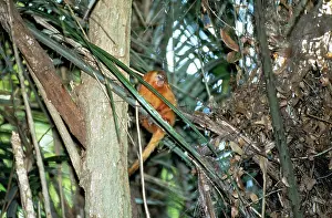 Leontopithecus: GOLDEN LION TAMARIN - Sitting on tree