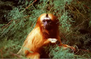 Hairstyles: Golden Lion Tamarin - in tree