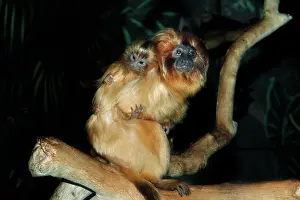 Leontopithecus: Golden Lion Tamarin - with young