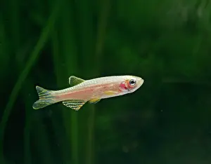 Danio: Golden long-finned danio E side view, tropical