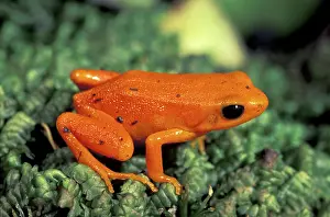 Aurantiaca: Golden Mantella