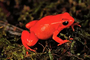Aurantiaca: Golden Mantella