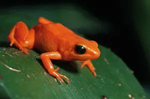 Aurantiaca: Golden Mantella