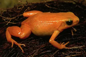 Aurantiaca: Golden Mantella