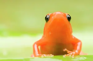 Lurch: Golden Mantella