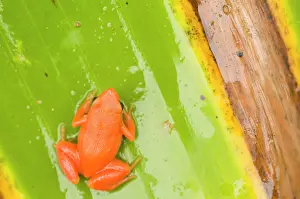 Lurch: Golden Mantella