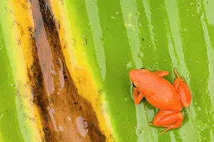 Lurch: Golden Mantella