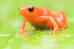 Lurch: Golden Mantella