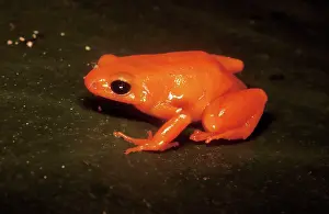 Aurantiaca: Golden Mantella Frog