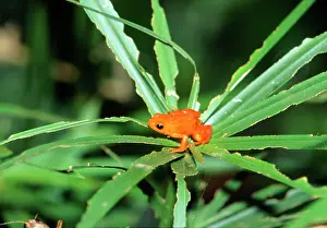 Aurantiaca: GOLDEN MANTELLA FROG